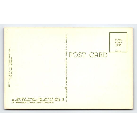 Weeki Wachee Mermaids Florida Postcard Ladies In Swim Suits Gift Shop Curt Teich - Picture 2 of 2